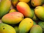 The festival featured the prized Kari Ishad mango variety, distinguished by its Geographical Indication (GI) tag. The festival featured the prized Kari Ishad mango variety, distinguished by its Geographical Indication (GI) tag.