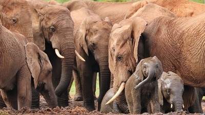 Elephants may use name-like vocalisations to address each other, a new study suggests. (Pixabay) Elephants may use name-like vocalisations to address each other, a new study suggests. (Pixabay)