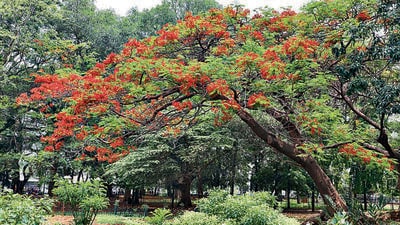 Bengaluru’s most popular parks — Cubbon Park and Lalbagh — won’t follow the new schedule announced by Bengaluru development minister DK Shivakumar as they are managed by the state horticulture department. (HT Photo) Bengaluru’s most popular parks — Cubbon Park and Lalbagh — won’t follow the new schedule announced by Bengaluru development minister DK Shivakumar as they are managed by the state horticulture department. (HT Photo)