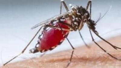 The Stockholm-based European Centre for Disease Prevention and Control (ECDC) also noted a "significant increase" in dengue cases from the 2010-2021 period (Representational Image) The Stockholm-based European Centre for Disease Prevention and Control (ECDC) also noted a "significant increase" in dengue cases from the 2010-2021 period (Representational Image)