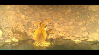 The Sariska Tiger Reserve now has 18 cubs. (X) The Sariska Tiger Reserve now has 18 cubs. (X)