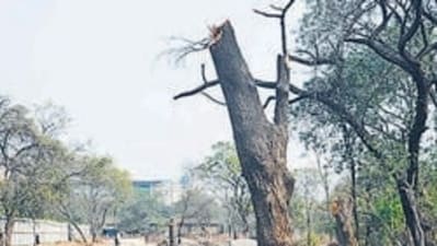 The NGOs are raising concerns about environmental impact and urging reconsideration of the project's approach. (HT PHOTO/For representation) The NGOs are raising concerns about environmental impact and urging reconsideration of the project's approach. (HT PHOTO/For representation)