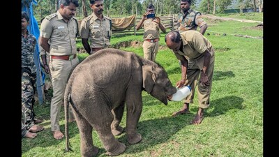The baby elephant in the care of Tamil Nadu foresters. (X/@supriyasahuias) The baby elephant in the care of Tamil Nadu foresters. (X/@supriyasahuias)
