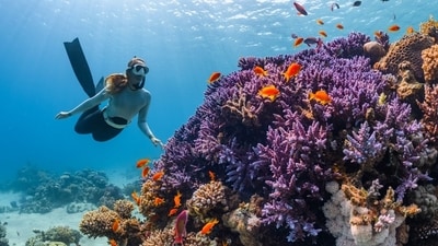 Explore the underwater wonders with our guide to the top five must-visit diving sites for every scuba enthusiast. (Unsplash) Explore the underwater wonders with our guide to the top five must-visit diving sites for every scuba enthusiast. (Unsplash)