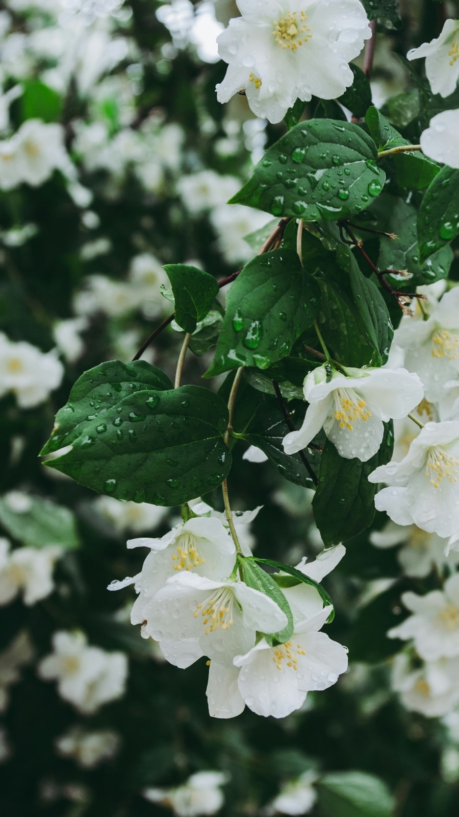 jasmine_flower