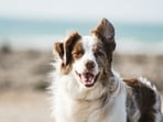 Understanding your dog's behaviour is key to preventing bites. 
