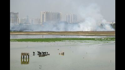 Cattle bathe in the waters while forest personnel douse the fire as smoke billows at a marshland in Perumbakkam a suburb of Chennai on May 31, 2024, due to summer heat. India is enduring a crushing heatwave with temperatures in several cities sizzling well over 45 degrees Celsius (104 degrees Fahrenheit). (Photo by R.Satish BABU / AFP) (AFP) Cattle bathe in the waters while forest personnel douse the fire as smoke billows at a marshland in Perumbakkam a suburb of Chennai on May 31, 2024, due to summer heat. India is enduring a crushing heatwave with temperatures in several cities sizzling well over 45 degrees Celsius (104 degrees Fahrenheit). (Photo by R.Satish BABU / AFP) (AFP)