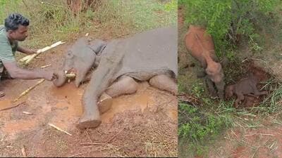 The calf was administered treatment by the forest officials in Chamarajanagara district. (HT) The calf was administered treatment by the forest officials in Chamarajanagara district. (HT)