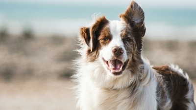 Understanding your dog's behaviour is key to preventing bites. (Unsplash) Understanding your dog's behaviour is key to preventing bites. (Unsplash)
