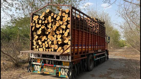 An environmentalist alleged that at least 1,000 trees were felled and loaded on to trucks in broad daylight from the yard. (HT Photo)