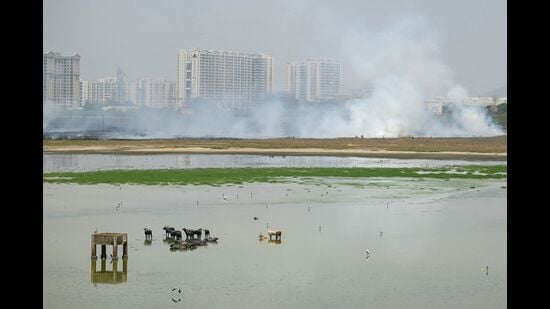 Cattle bathe in the waters while forest personnel douse the fire as smoke billows at a marshland in Perumbakkam a suburb of Chennai on May 31, 2024, due to summer heat. India is enduring a crushing heatwave with temperatures in several cities sizzling well over 45 degrees Celsius (104 degrees Fahrenheit). (Photo by R.Satish BABU / AFP) (AFP)