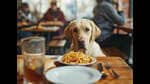Across the country, there are still very few private businesses that accept pets. (ADOBE STOCK)