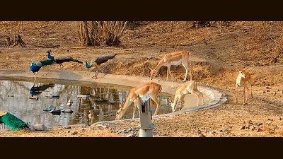 This year’s wildlife census was conducted at 86 locations across sanctuaries in the Pune and Solapur districts. (HT PHOTO) This year’s wildlife census was conducted at 86 locations across sanctuaries in the Pune and Solapur districts. (HT PHOTO)