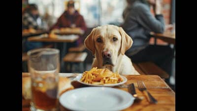Across the country, there are still very few private businesses that accept pets. (ADOBE STOCK) Across the country, there are still very few private businesses that accept pets. (ADOBE STOCK)