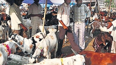 Deonar Abattoir Deonar Abattoir