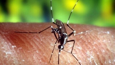 An MCD report said that Delhi saw 90 pc hike in breeding of vector-borne diseases in homes in 2023 (US CfDCaP/epa efe/dpa/picture-alliance ) An MCD report said that Delhi saw 90 pc hike in breeding of vector-borne diseases in homes in 2023 (US CfDCaP/epa efe/dpa/picture-alliance )