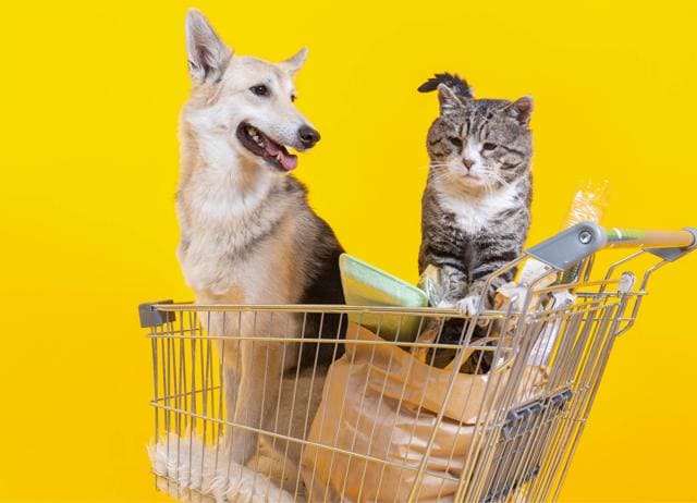 In India, pet owners don’t realise they need to train their pets to behave in public. (ADOBE STOCK) In India, pet owners don’t realise they need to train their pets to behave in public. (ADOBE STOCK)