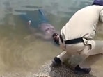 A 'dead body' in a pond turned out to be a man taking a nap. A 'dead body' in a pond turned out to be a man taking a nap.
