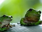 Frog marriage is thought to be a symbolic request to the Gods for rain. Frog marriage is thought to be a symbolic request to the Gods for rain.