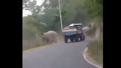 The elephants are seen running away from the truck. (X/@ParveenKaswan) The elephants are seen running away from the truck. (X/@ParveenKaswan)