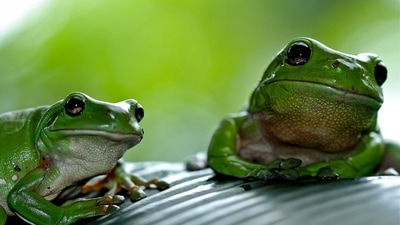 Frog marriage is thought to be a symbolic request to the Gods for rain. (Unsplash) Frog marriage is thought to be a symbolic request to the Gods for rain. (Unsplash)