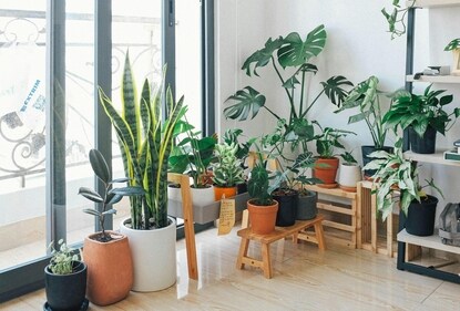 Indoor plants will boost your loved ones' mental health and spruce up their living space. (Pexels) Indoor plants will boost your loved ones' mental health and spruce up their living space. (Pexels)