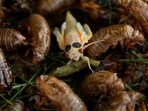 An adult periodical cicada, just after shedding its nymphal skin, climbs over other nymphal shells at the base of a tree on Friday, May 17, 2024, in Charleston, Illinois. Bug tourism in USA: Biblical cicada swarms draw tourists to nature lover's dream in heart of America (AP Photo/Carolyn Kaster)