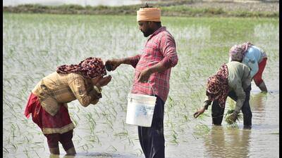 A farm labourer serves water to another as they plant paddy saplings amid scorching heat in Amritsar on Saturday. (Sameer Sehgal/HT)