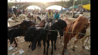 A scene of Bakrid market near Pakka Pull, old city in Lucknow on Saturday. (Deepak Gupta/ht)