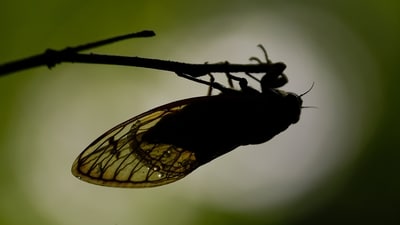 Water droplets cling to the wings of an adult periodical cicada. (AP) Water droplets cling to the wings of an adult periodical cicada. (AP)