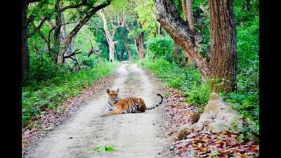 In Dudhwa Tiger Reserve, the count rose from 41,815 Indians and 137 foreign tourists in 2022-23 to 56,770 domestic and 292 foreign tourists in 2023-24. (For Representation) In Dudhwa Tiger Reserve, the count rose from 41,815 Indians and 137 foreign tourists in 2022-23 to 56,770 domestic and 292 foreign tourists in 2023-24. (For Representation)