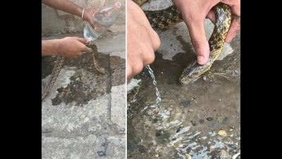The dehydrated snake gulps down water. (Anmol Arora) The dehydrated snake gulps down water. (Anmol Arora)