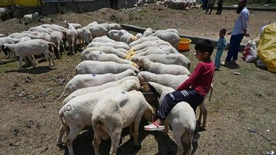 The sale of sacrificial animals was also underway ahead of Eid al-Adha. (Waseem Andrabi/HT) The sale of sacrificial animals was also underway ahead of Eid al-Adha. (Waseem Andrabi/HT)
