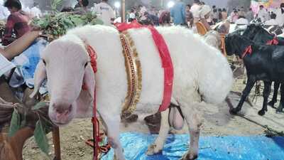Viral celebrity Dumba goat priced at  ₹3.2 lakh at Dubagga goat market (HT Photo)