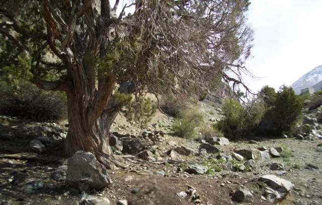 Juniper tree at the Ganasok battlefield of Kargil War. (Col Bijoy Mukherjee) Juniper tree at the Ganasok battlefield of Kargil War. (Col Bijoy Mukherjee)