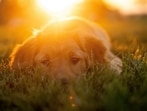 Recognising the signs of heat stroke in pets is crucial for their well-being.