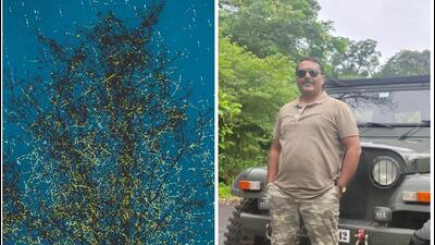 Man who started firefly festival urges state to end it as tourists destroying ecosystem Man who started firefly festival urges state to end it as tourists destroying ecosystem