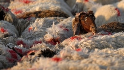 In Iraq's southern city of Basra, sheep marked for sacrifice wait in an enclosure. Animal sacrifice is practiced in multiple countries on the occasion of Eid Ul Adha. (Photo by Hussein FALEH / AFP) In Iraq's southern city of Basra, sheep marked for sacrifice wait in an enclosure. Animal sacrifice is practiced in multiple countries on the occasion of Eid Ul Adha. (Photo by Hussein FALEH / AFP)