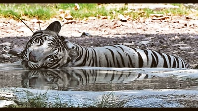 A white tiger relaxing next to a pool. (Keshav Singh/ HT) A white tiger relaxing next to a pool. (Keshav Singh/ HT)