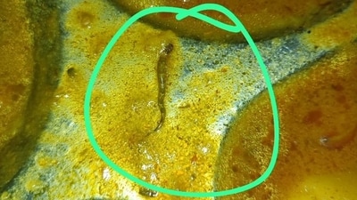 Bihar college students complain of snake pieces in canteen food (X/ @FFire1008) Bihar college students complain of snake pieces in canteen food (X/ @FFire1008)