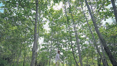 New Delhi, India - June 28, 2023: Trees planted inside the Insaaf Bagh created after the orders from Delhi High Court at Central Ridge near Buddha Garden in New Delhi, India, on Wednesday, June 28, 2023. (Photo by Sanchit Khanna/ Hindustan Times)**To go with Richa's Story (Hindustan Times) New Delhi, India - June 28, 2023: Trees planted inside the Insaaf Bagh created after the orders from Delhi High Court at Central Ridge near Buddha Garden in New Delhi, India, on Wednesday, June 28, 2023. (Photo by Sanchit Khanna/ Hindustan Times)**To go with Richa's Story (Hindustan Times)