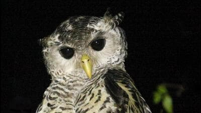 Spot-bellied Eagle-Owl. (SOURCED) Spot-bellied Eagle-Owl. (SOURCED)