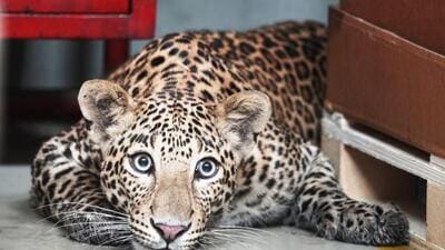The incident took place on Sunday night, and the boy suffered some minor injuries, said a forest department official. (REPRESENTATIVE PHOTO)
