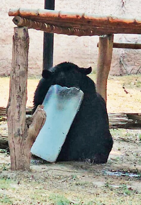 A Himalayan bear cooling itself with a slab of ice. (Keshav Singh/ HT) A Himalayan bear cooling itself with a slab of ice. (Keshav Singh/ HT)