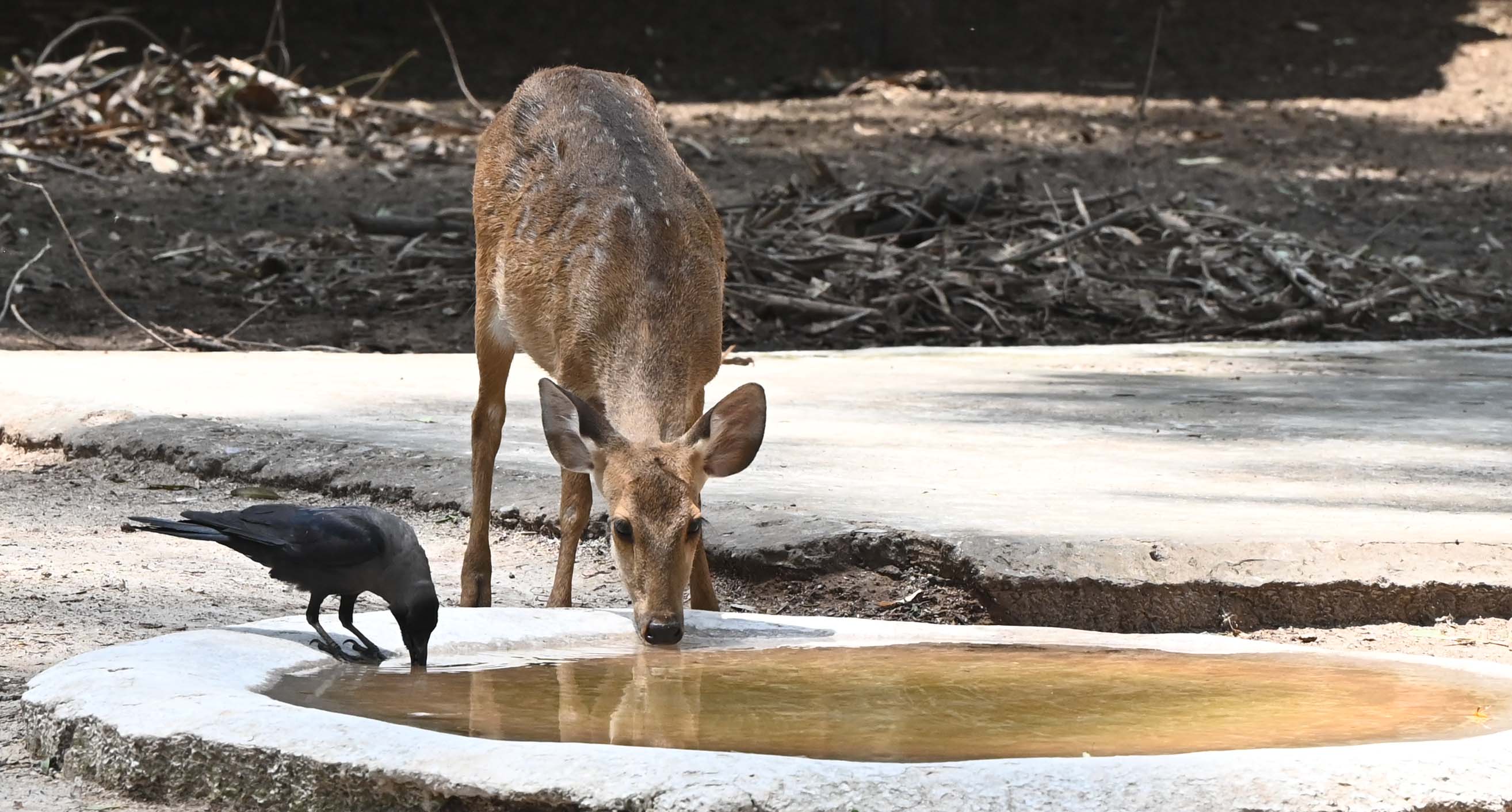 A deer and a crow sipping water to beat the heat. (Keshav SIngh/ HT) A deer and a crow sipping water to beat the heat. (Keshav SIngh/ HT)