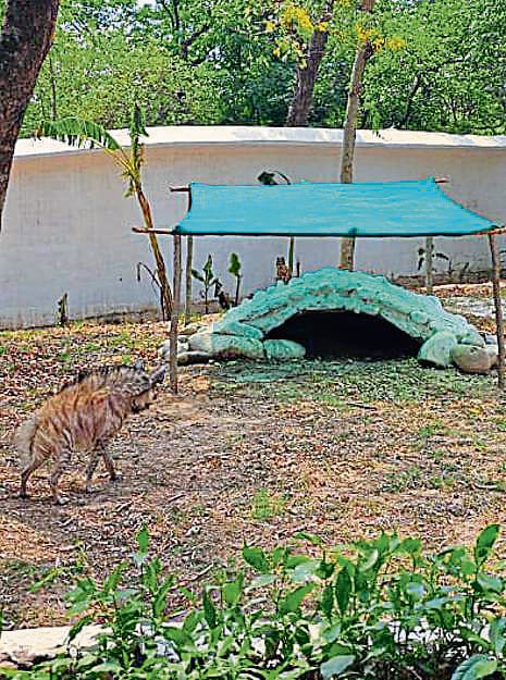 An enclosure covered with agro-nets to keep the sunlight out. (Keshav Singh/ HT) An enclosure covered with agro-nets to keep the sunlight out. (Keshav Singh/ HT)
