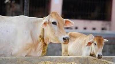 44 cow conservation centers to be developed in 15 UP districts (Sourced)
