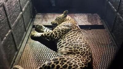 Forest department has launched a search operation to capture the leopard involved in the attack on 17-year-old boy in Bhorwadi area of Hiware village in Junnar tehsil on June 16. (PTI FILE) Forest department has launched a search operation to capture the leopard involved in the attack on 17-year-old boy in Bhorwadi area of Hiware village in Junnar tehsil on June 16. (PTI FILE)
