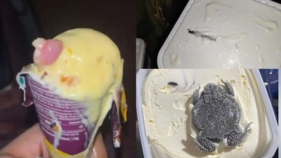 Nasty things found in ice creams which are sure to gross you out Nasty things found in ice creams which are sure to gross you out