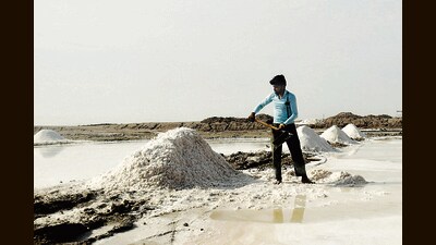 Rajasthan is India’s third largest salt-producing state. But unlike Gujarat and Tamil Nadu, much of its extraction comes from saline groundwater found in Phalodi, and the Sambhar lake. (HT Photo) Rajasthan is India’s third largest salt-producing state. But unlike Gujarat and Tamil Nadu, much of its extraction comes from saline groundwater found in Phalodi, and the Sambhar lake. (HT Photo)
